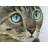 Curious Cat Portrait Blue Polyester Placemat - Home Decor