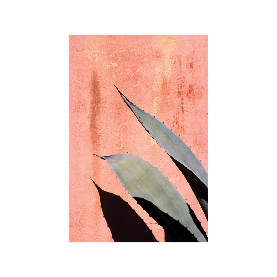 'Peach Cactus' by Honeymoon Hotel Graphic Art Print on Wrapped Canvas