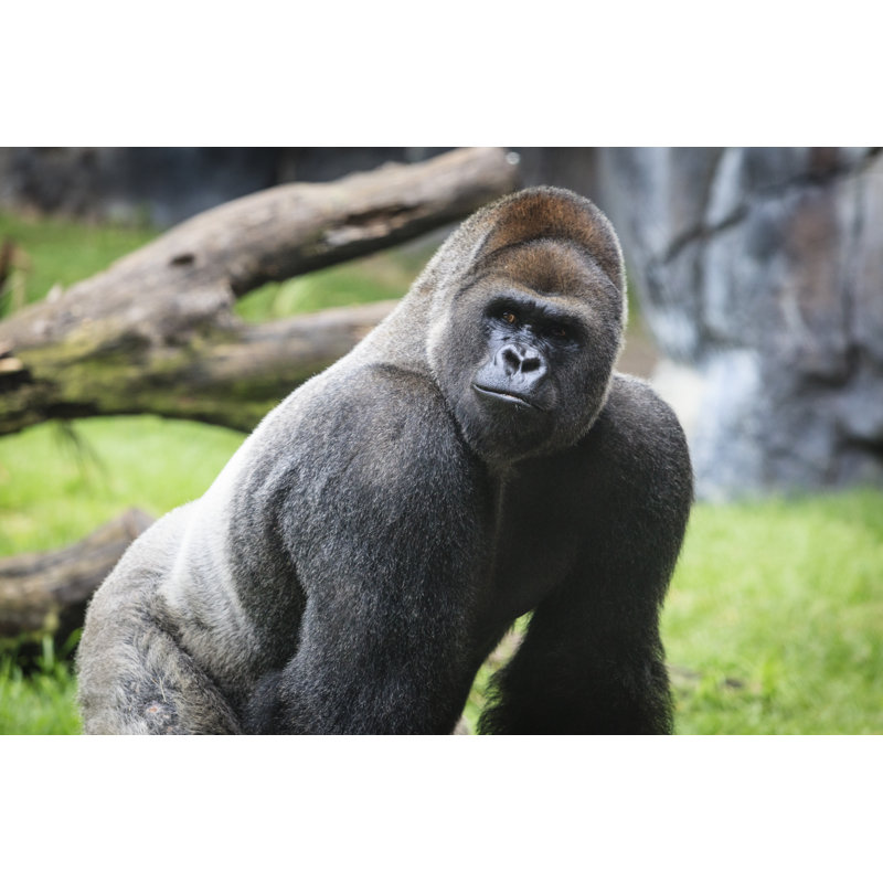Gorilla Close Up by Denguy - Wrapped Canvas Print, 61cm H x 91cm W x 3.8cm D