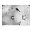 « transparent malva », reproduction de photo sur toile tendue-31354929