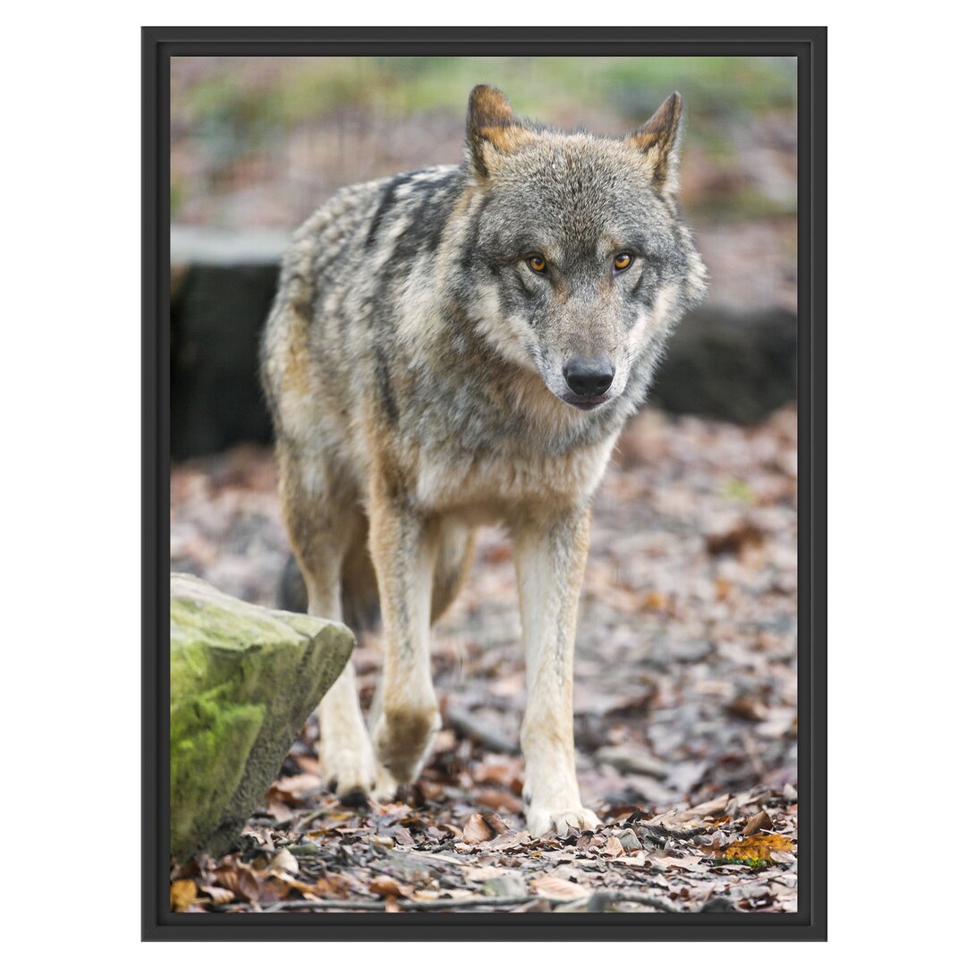 Gerahmtes Wandbild WolfLaubwald