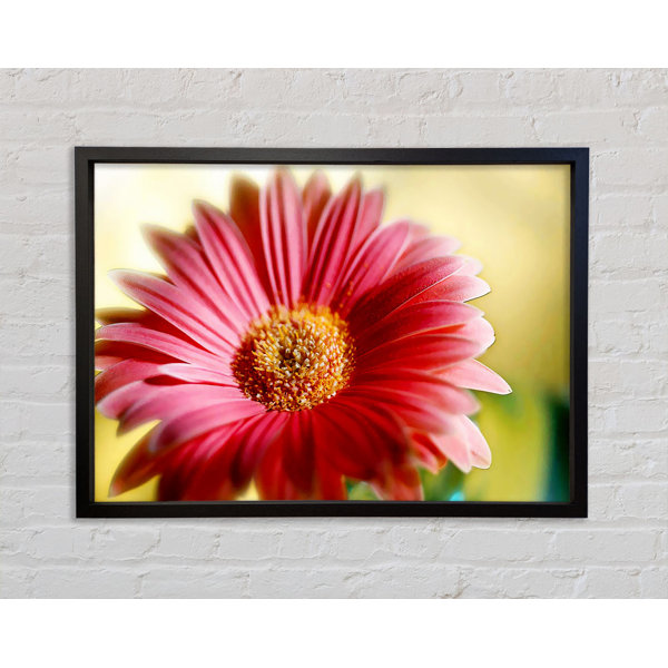 Bright Star Heavenly Pink Petals - Single Picture Frame Print on Canvas ...