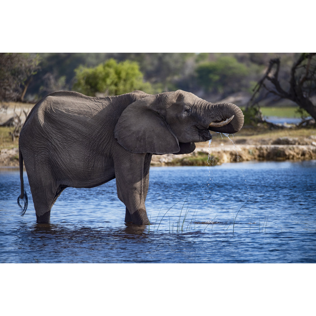 Afrikanischer Elefant trinkt Wasser, Okavango Delta, Botswana, von Guenterguni - Kunstdrucke ohne Rahmen auf Leinwand