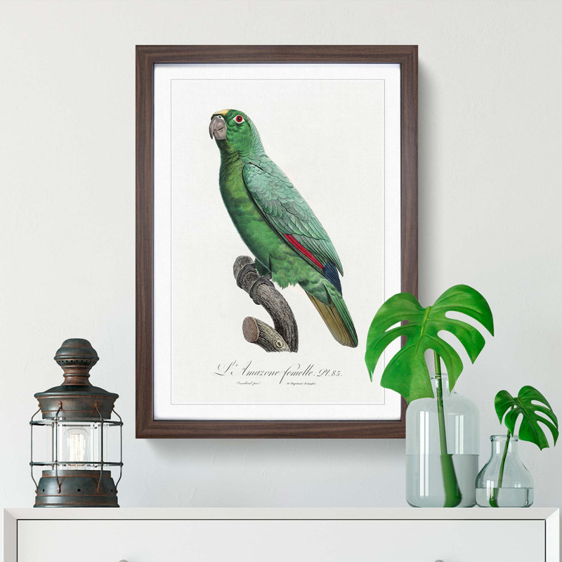 Yellow-Fronted Amazon Parrot by F. Levaillant - Picture Frame Graphic Art Print, 36cm H x 27cm W x 2cm D, Walnut Framed