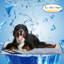 Polyester Pet Bed-114628098