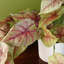Foliage Plants 30cm Faux Plant in Planter