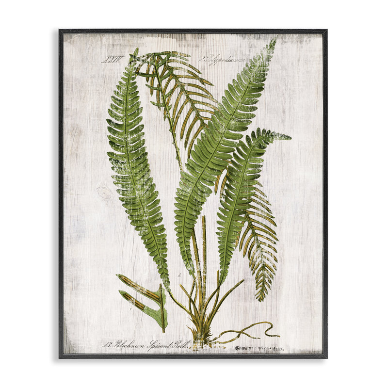  Thin Fern Leaves Study, estampe numérique encadrée par Susan Arnot, H 14 po x l 11 po, Giclée encadrée noir minuit