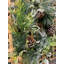 Couronne en polyester 24 po