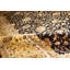 Regis Oriental Area Rug