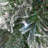 Lightly Flocked Snowbell Pine Garland 9ft Pre-Lit