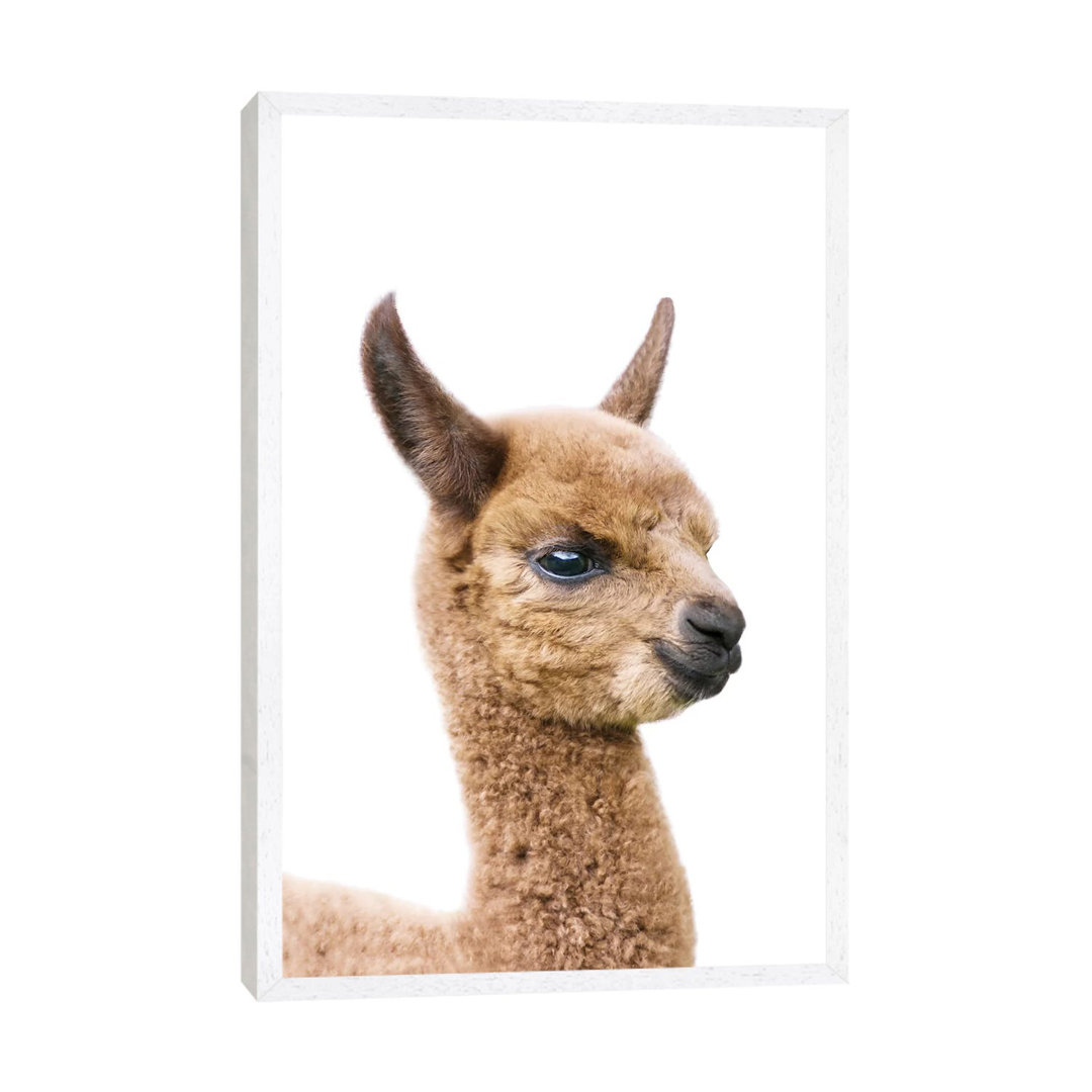 Baby Llama