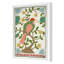 Pink Throated Thrush Print by Dana Gibson-459717371-459717316