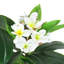 Plumeria artificiel 48 po en pot