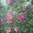 Cherry Tree Blooming | Floral Botanical Canvas | Home Decor-119954630