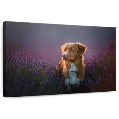 Golden Retriever In Lavender Field
