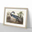 Louisiana Heron by John Audubon - Framed Print