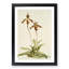 Magnolia Flowers Illustration Tab. 38 by Frederick Sander - Picture Frame Painting Print-55759278-55759279