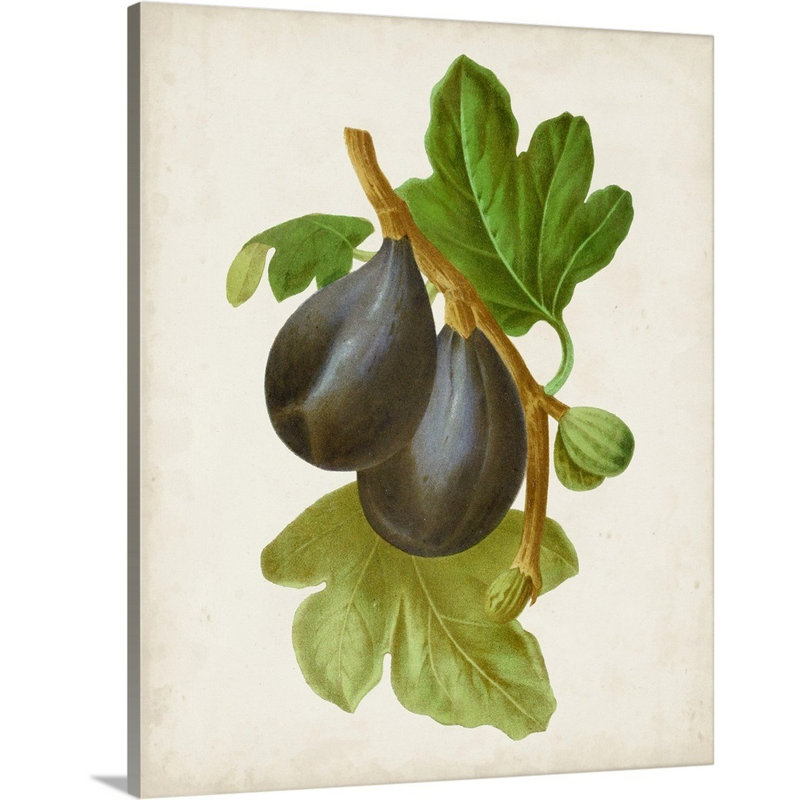 Antique Fruit VI - reproduction d'art sur toile, Toile tendue, H 20 po x l 16 po x P 1,25 po