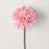 Rose est en rupture de stock