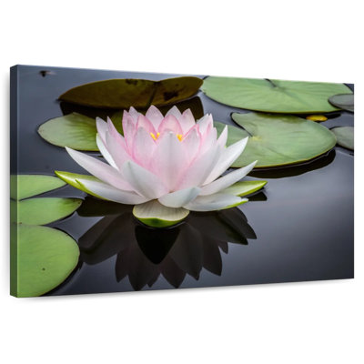 Lotus blanc rosé Harnek