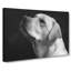 Labrador Dog - Wrapped Canvas-56628923