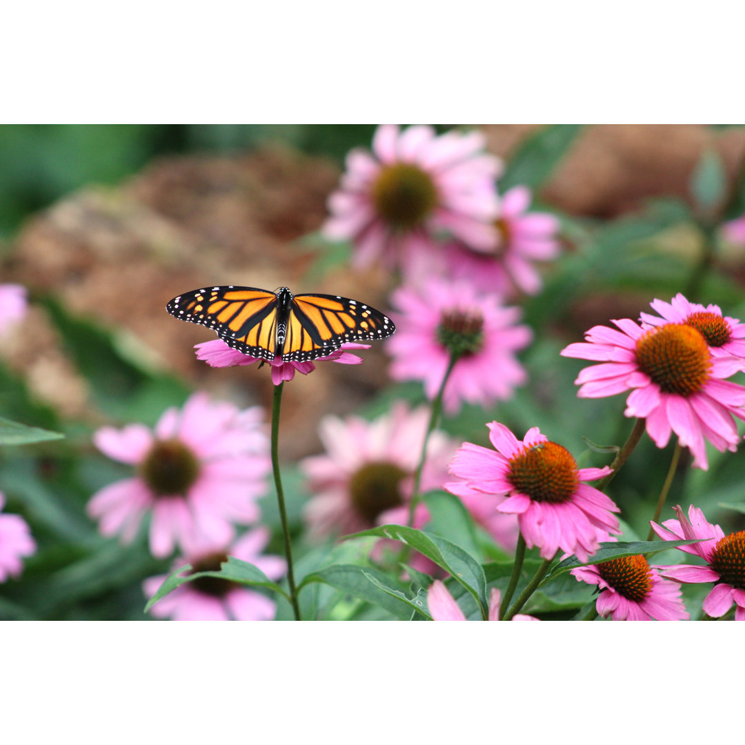 Monarch Butterfly