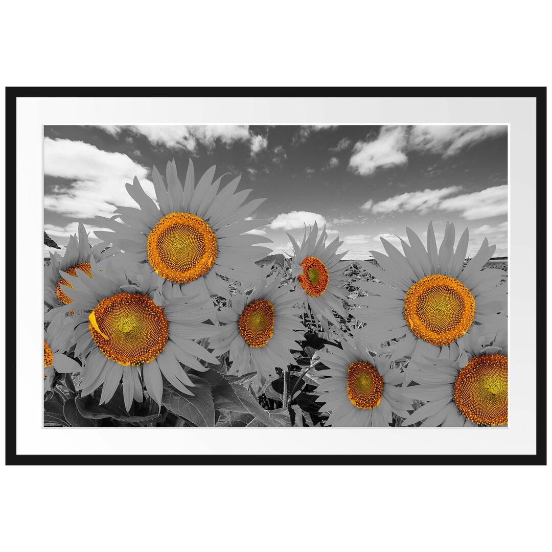 Gerahmtes Poster Tolles Sonnenblumenfeld