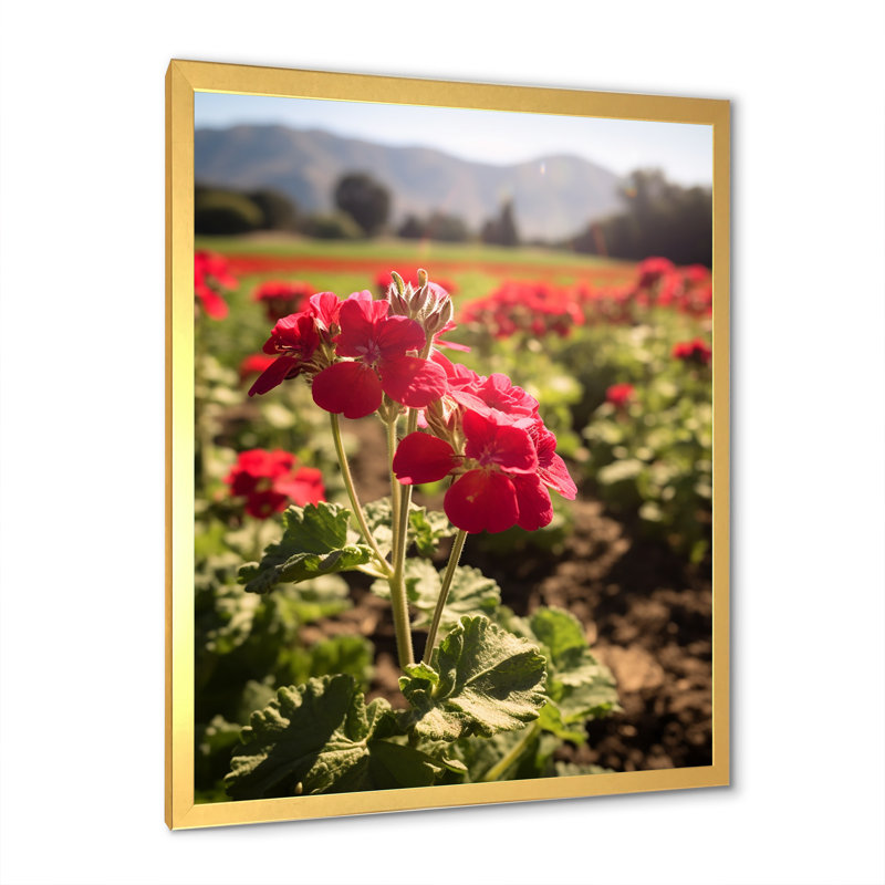 Photo Og Geraniums Field I sur toile, H 40 po x l 30 po x P 1,5 po, Cadre doré simple