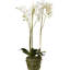 Conservatory Faux Orchid Plant
