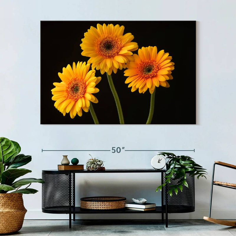 Trois marguerites Harnek sur fond sombre, H 34 po x l 51 po