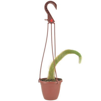 Monkey Tail Cactus Live Indoor Plant in 4 Plastic Hanging Basket