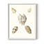 Pastel Knorr Shells VI, reproduction encadrée - bois massif-1674689041-1674689047