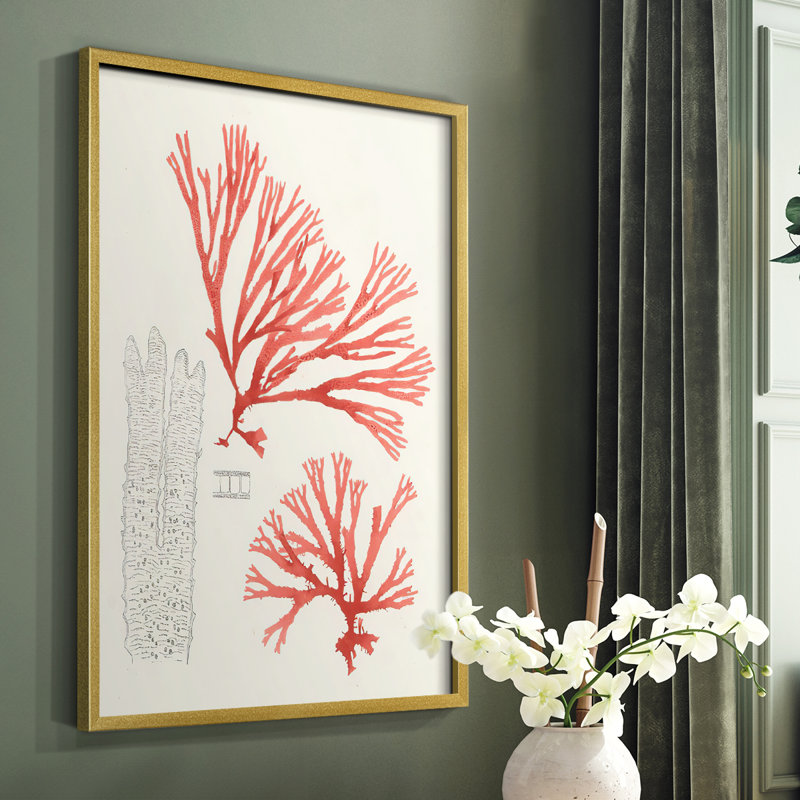 Vintage Coral Study I Framed Print - Solid Wood, Gold, 20" H x 16" W