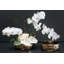 Pot à fleurs Hollywood-1844249012