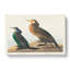 Cormorant Birds by John James Audubon - Wrapped Canvas-55370554
