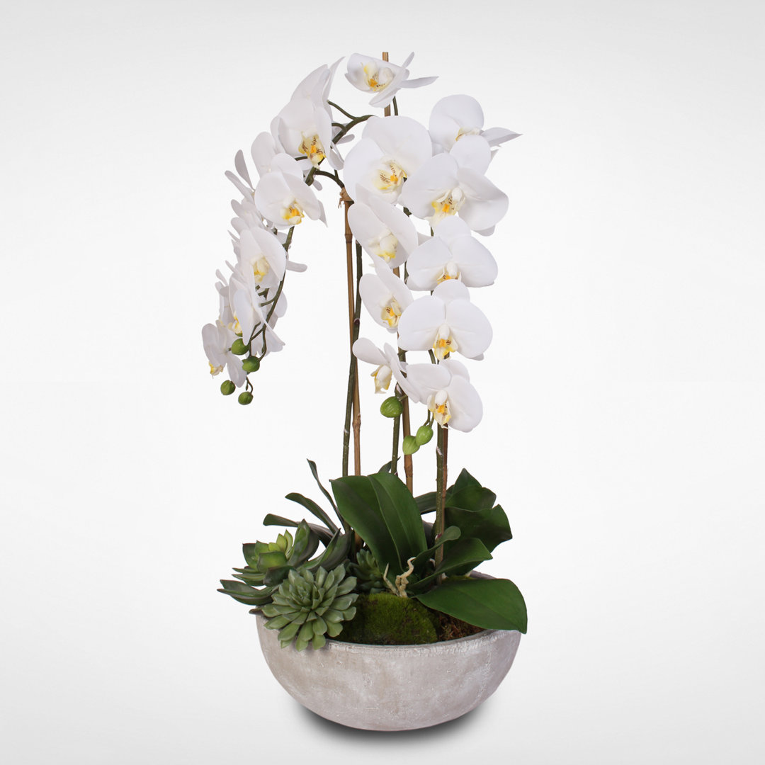 Orchid Arrangement in Vase Jenny Silks