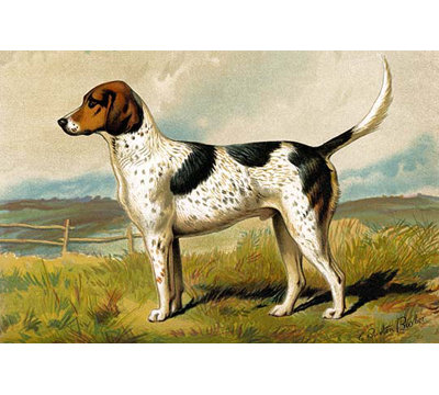 Impression d’art graphique « foxhound » par vero shaw