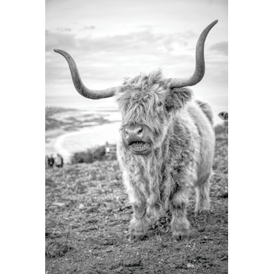 Highland Cows VI
