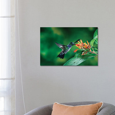 Blue-Chested Hummingbird Albino Male Feeding At And Pollinating Flowers Lowland Rainforest, Costa Rica by Michael & Patricia Fogden - Wrapped Canvas Print