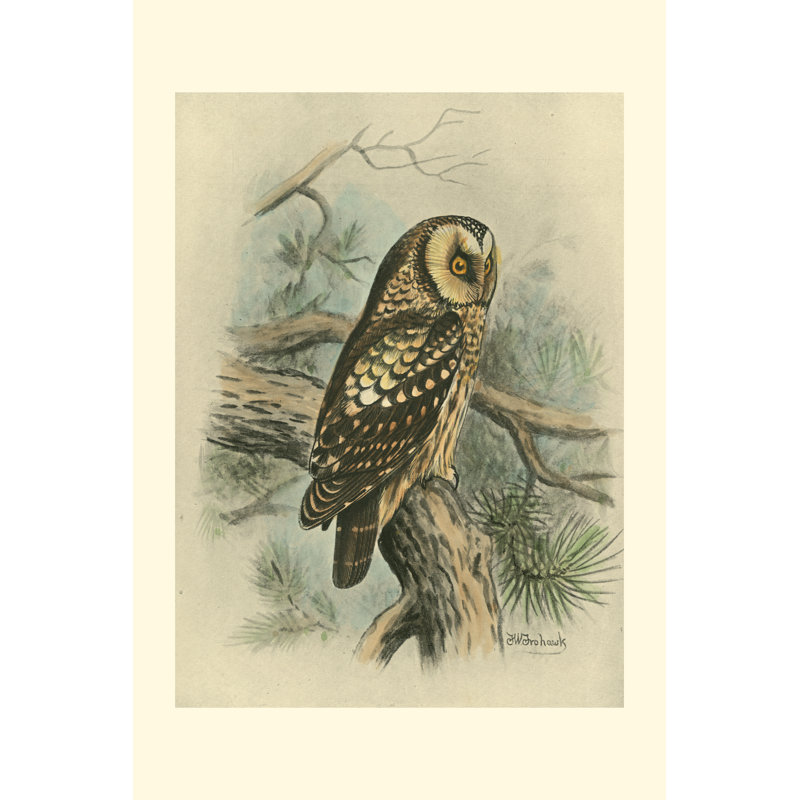 Tengmalms Owl, H 30 po x l 20 po x P 1,25 po