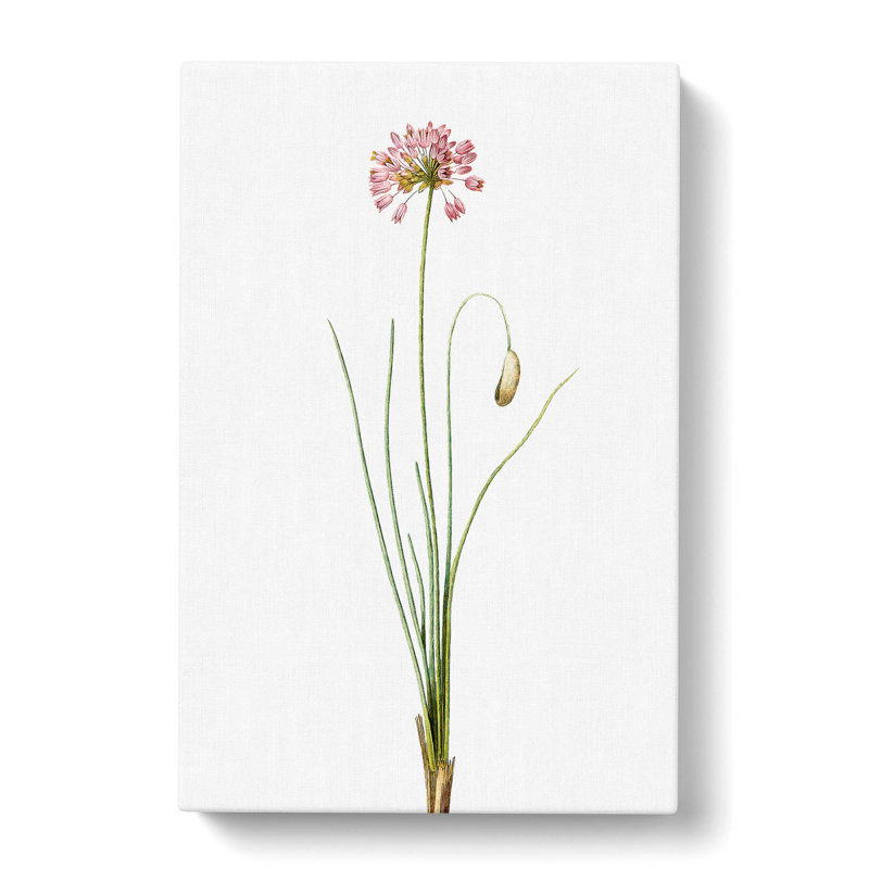 Autumn Onion Flowers by Pierre-Joseph Redoute - Wrapped Canvas Painting, 50cm H x 35cm W x 3cm D