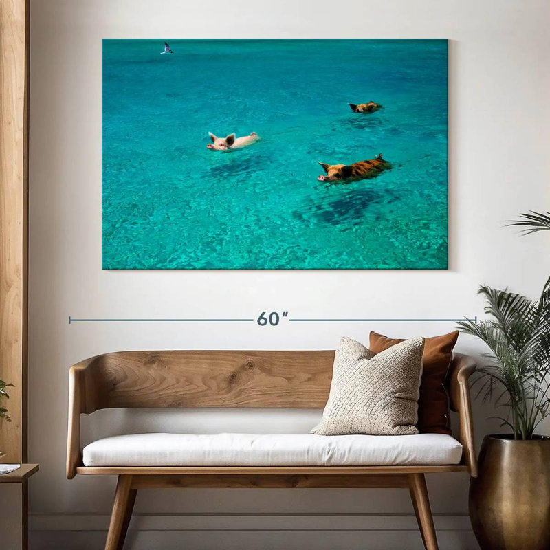 Porcs Brampt à Exuma Cays, H 34 po x l 51 po
