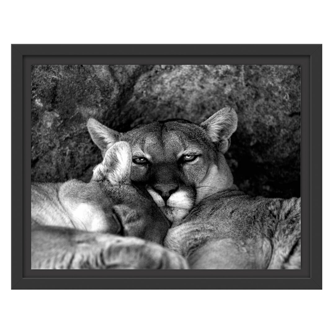 Gerahmtes Wandbild verschlafenes Puma Paar Kunst B&W