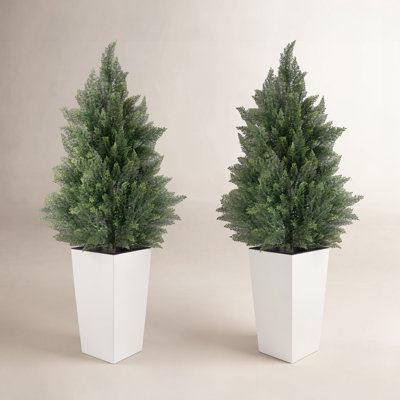 47" Cedar Tree in Pot