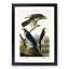 Goshawks & Stanley Hawk by John James Audubon - Picture Frame Painting Print-55735203-55735201