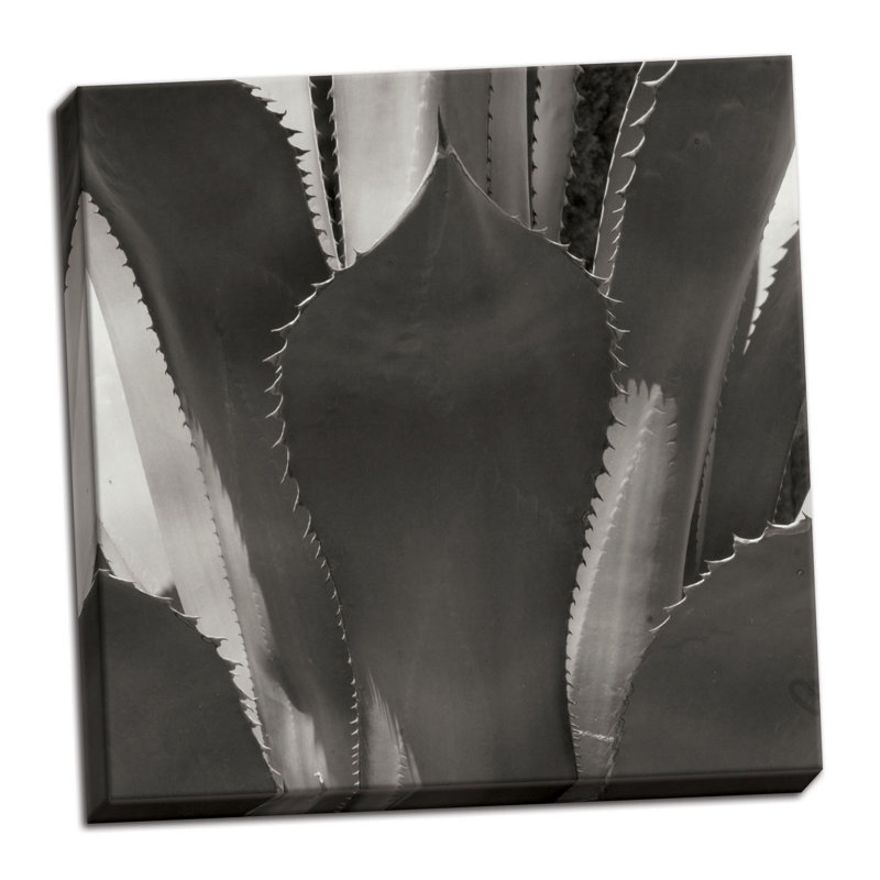 " Agave II " by Rita Crane