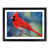 Black Framed selected