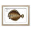 Turbot Fish by M.E. Bloch - Framed Print-55615140-55615139