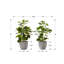 Plante artificielle-605892108