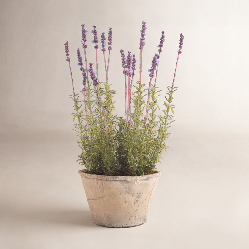 Conservatory French Lavender with Pot